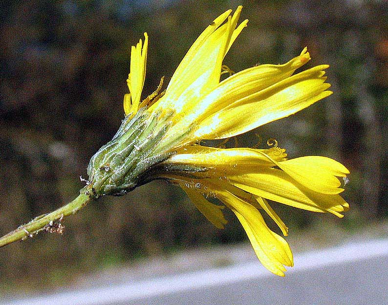 Hieracium porrifolium / Sparviere a foglie sottili